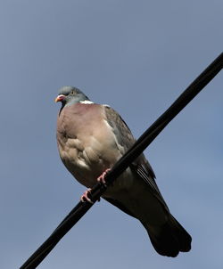 Low angle view of bird perching on cable against clear sky