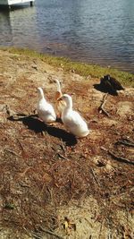 Swan swimming in lake