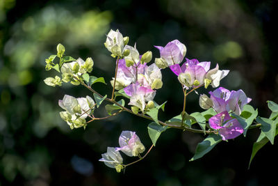 Close-up of purple flowering plant