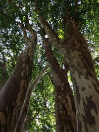 Low angle view of trees in forest