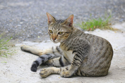 Portrait of a cat looking away