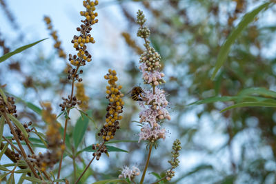 Bee hoovering over a chaste tree branch.