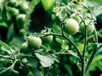 Close-up of green peaches growing on tree