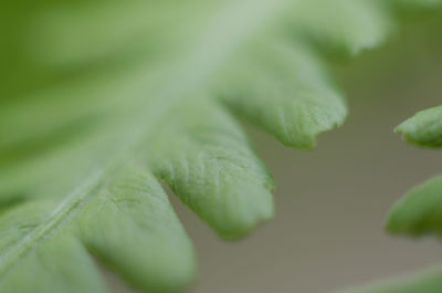 Close-up of fresh green leaves