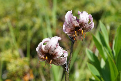 Close-up of wilted purple flowering plant