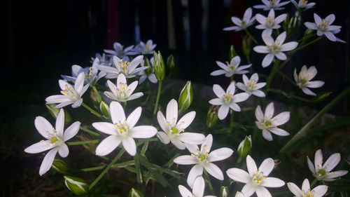 Close-up of white flowers