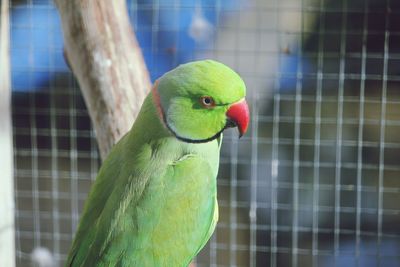 Close-up of parrot perching in cage