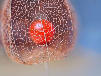 Close-up of berries on glass