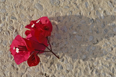 High angle view of red rose on beach