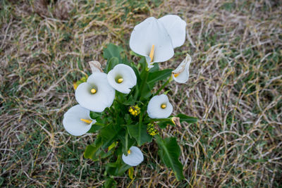 Close-up of flowers in grass