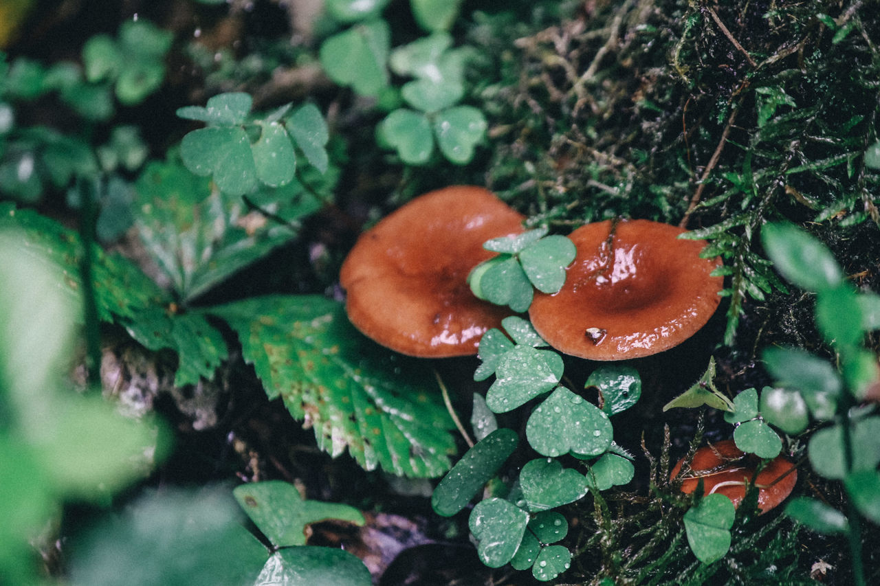 HIGH ANGLE VIEW OF MUSHROOMS GROWING IN PLANT