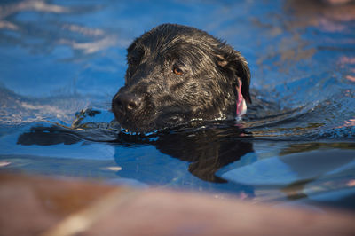 Close-up of a dog swimming in a pool 
