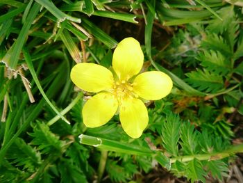 Close-up of yellow flower