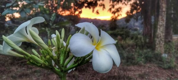 Close-up of white flowering plant