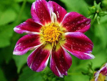 Close-up of wet purple flower