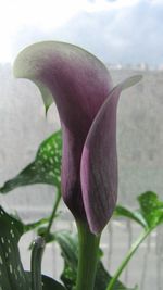 Close-up of pink flower