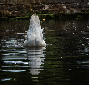 View of a bird flying over lake