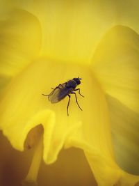 Close-up of insect on yellow flower