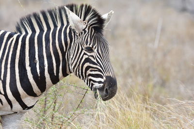 Zebra eating, kruger national park, south africa.
