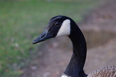 Close-up of swan swimming