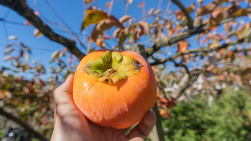 Close-up of hand holding persimmon