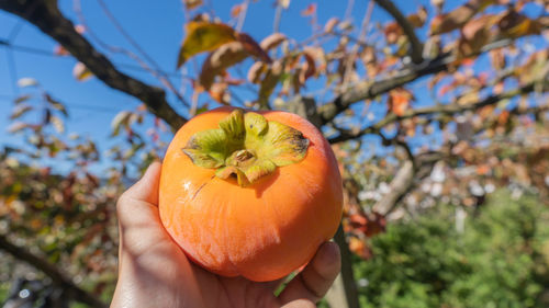 Close-up of hand holding orange