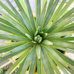 Full frame shot of green leaves