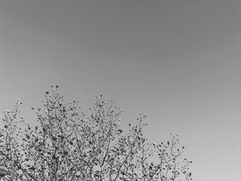 Low angle view of birds on tree against sky