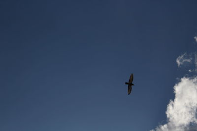 Low angle view of airplane flying in sky