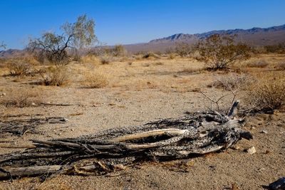 Dead tree on field against sky