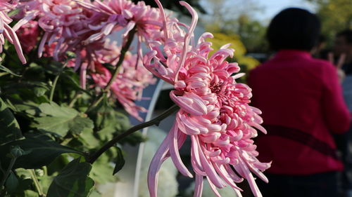 Close-up of pink flowers blooming outdoors