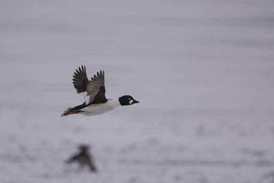 Bird flying over sea against sky