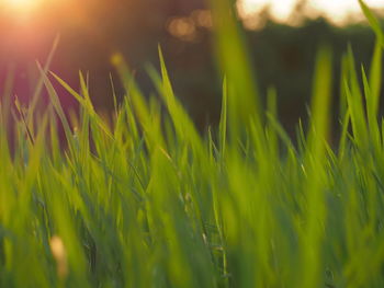 Close-up of fresh green grass in field