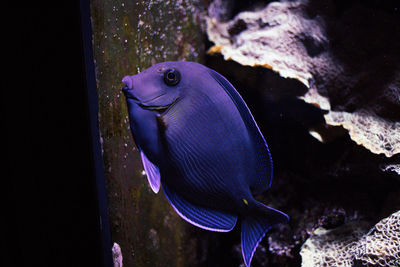 Close-up of fish swimming in sea