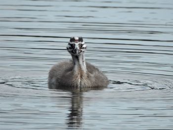 Duck swimming in a lake