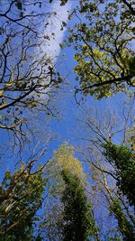 Low angle view of trees against blue sky