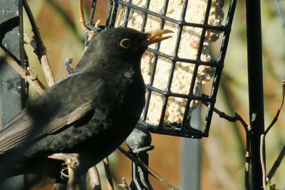 Low angle view of bird perching on branch