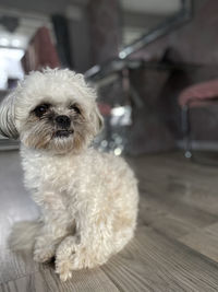 Portrait of dog on floor