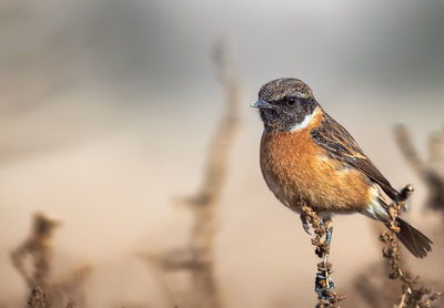 Close-up of a bird perching