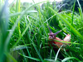 Close-up of grass growing on field