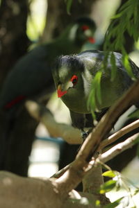 Close-up of bird perching on branch