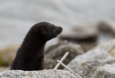 Close-up of ferret on rock