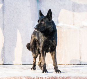 Black dog looking away