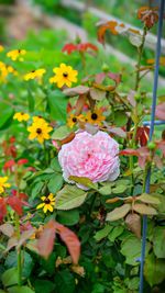 Close-up of pink roses