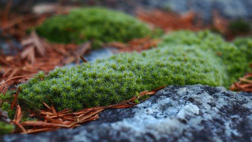 Close-up of moss growing on rock