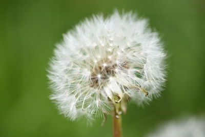 Close-up of dandelion on plant