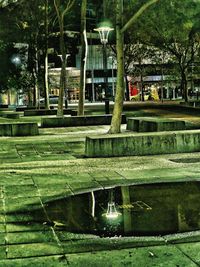 Trees on grassy field