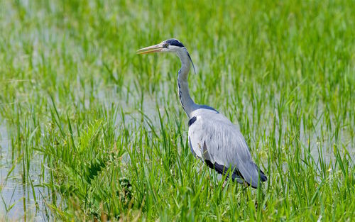 High angle view of gray heron on land