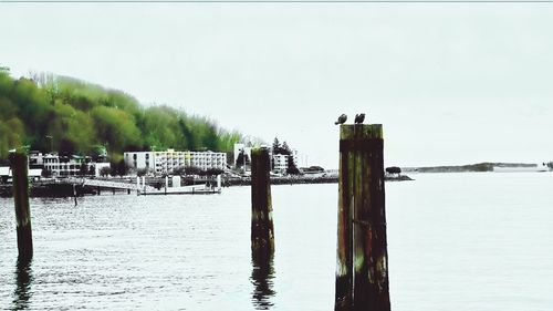 Wooden posts in the sea
