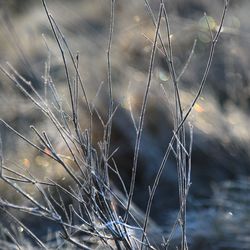 Close-up of dry plants on field